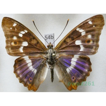 Apatura ilia f. ilia Czech54b
